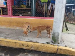 Activistas alertan por posibles matanzas de animales en reforma nacional